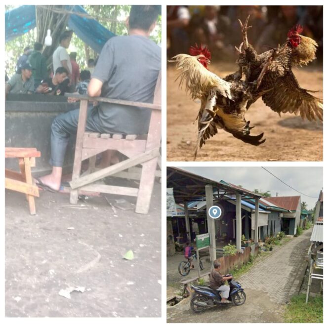 
					Ada Lapak Sabung Ayam di Penampungan Paya Bakung Sunggal Bebas Beroperasi, Buka 3 Kali Seminggu