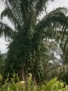 Diduga Lahan Sawit BUMN di Kecamatan Panai Tengah Labuhanbatu Tak Terawat, Anggaran Sudah Cair Tak Kunjung Direalisasi Nol.