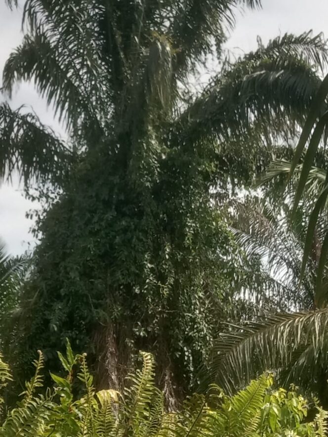 
					Diduga Lahan Sawit BUMN di Kecamatan Panai Tengah Labuhanbatu Tak Terawat, Anggaran Sudah Cair Tak Kunjung Direalisasi Nol.