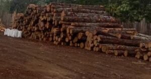 Sebuah Somel Diduga Beroperasi Tanpa Izin di Kecamatan Pangururan