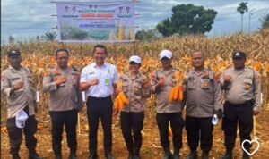 Kapolsek Medan Tuntungan Apresiasi Petani pada Gerakan Panen Jagung