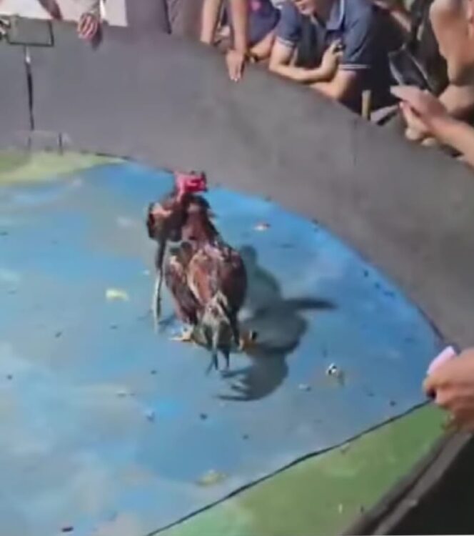 
					Ada Lapak Judi Sabung Ayam di Gg Sejati, Ladang Bambu, Medan Tuntungan