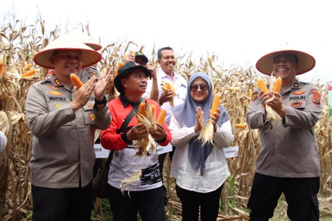 
					Polres Pelabuhan Belawan Laksanakan Panen Raya Jagung Program Ketahanan Pangan