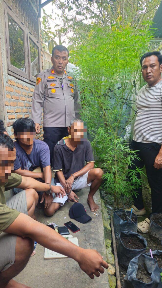 
					Respon Cepat Informasi Warga, Polsek Dolok Masihul Amankan Tiga Pelaku Penanam Ganja di Sergai