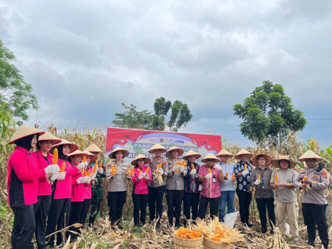 
					Panen Raya Jagung Polri Digelar Serentak, Wakapolrestabes Medan Ikuti dari Medan Tuntungan