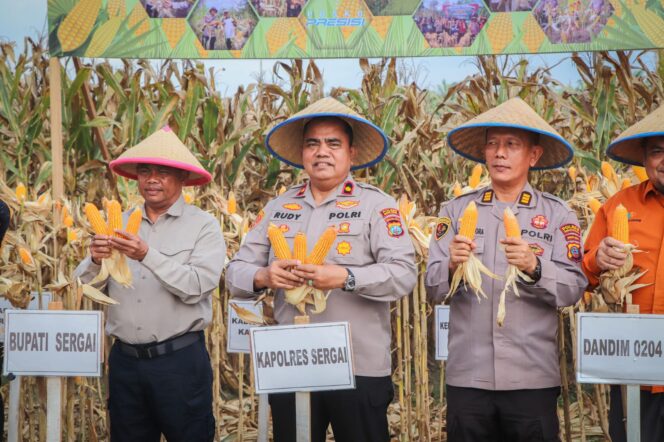 
					Polres Serdang Bedagai Ikut Panen Jagung Serentak Kuartal I 2026, Wakapolres dan Bupati Beri Penegasan Ketahanan Pangan