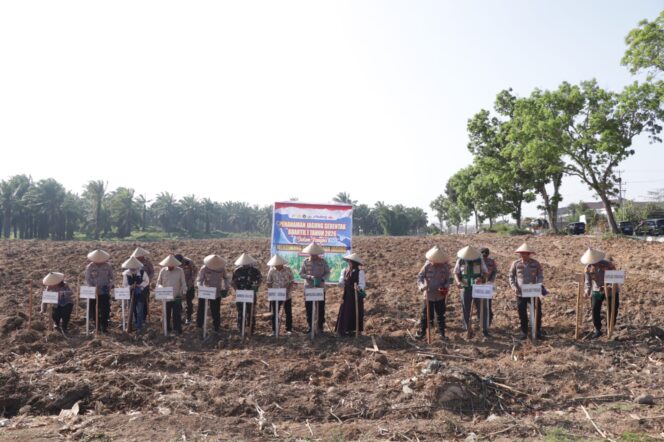 
					Kapolres Sergai Turun Langsung Tanam Jagung, serentak progam Swasembada jagung nasional Tahun 2026