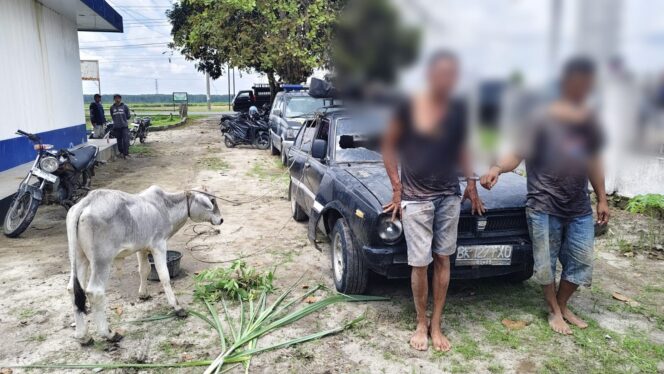 
					Warga Hubungi 110, Dua Pencuri Anak Lembu di Simalungun Dibekuk Usai Kabur Pakai Sedan dan Tabrak Pemotor