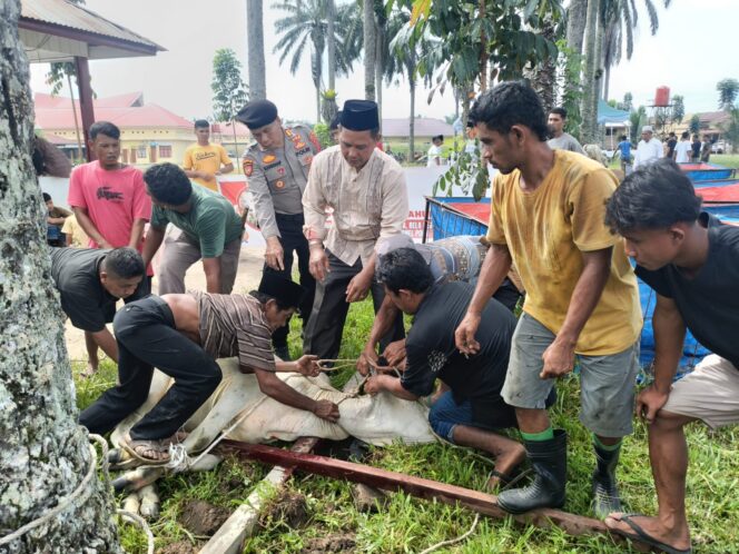 
					Polres Palas sembelih 7 ekor sapi dan 1 ekor kambing Lebaran Idul Adha
