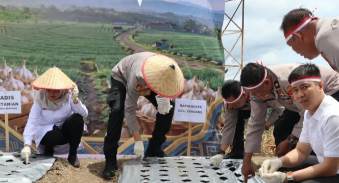
					Polri Dukung Swasembada Pangan, Polresta Deli Serdang turut laksanakan Penanaman Bawang Putih Serentak Di 17 Provinsi
